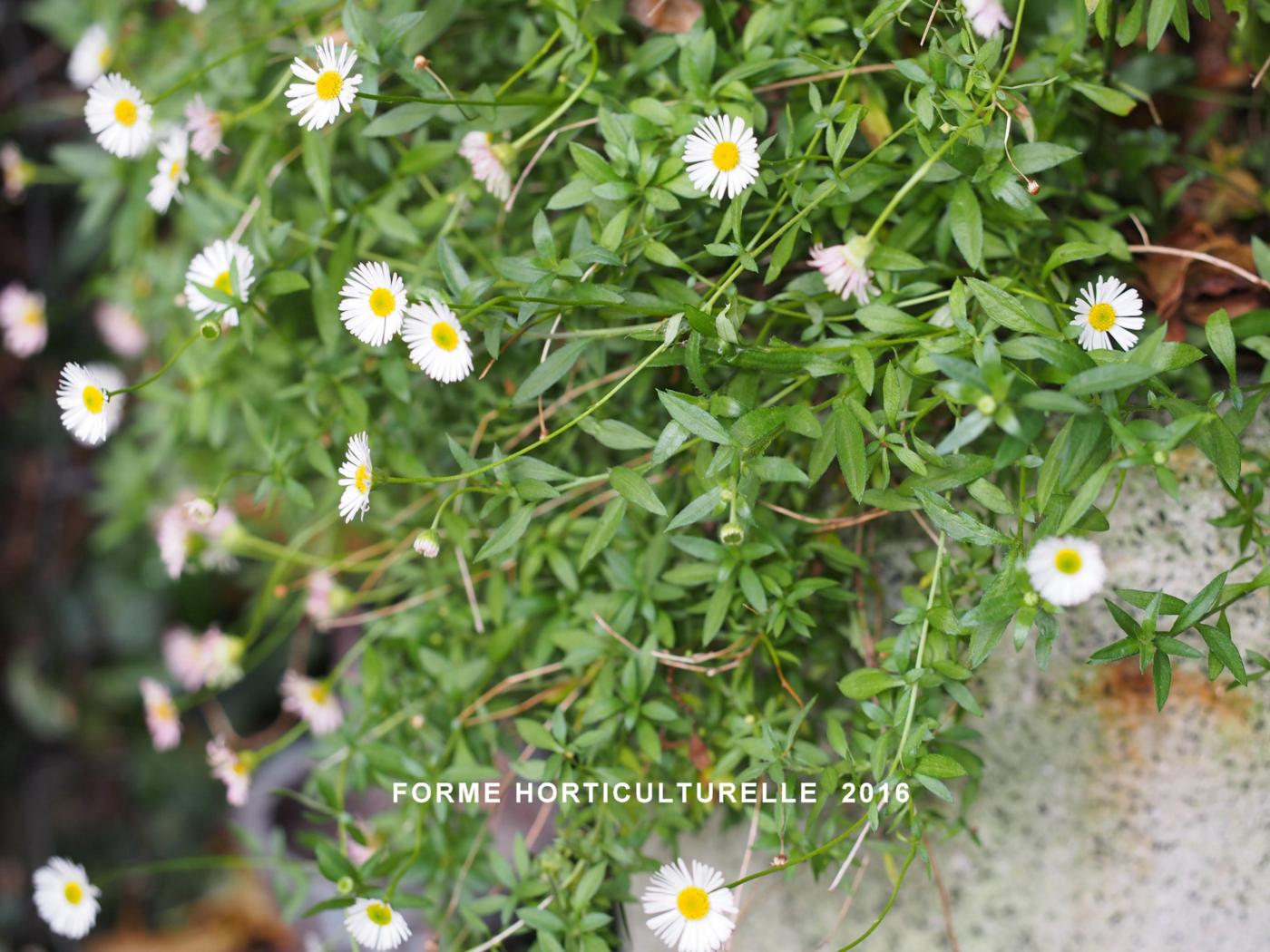 Fleabane, Mexican plant